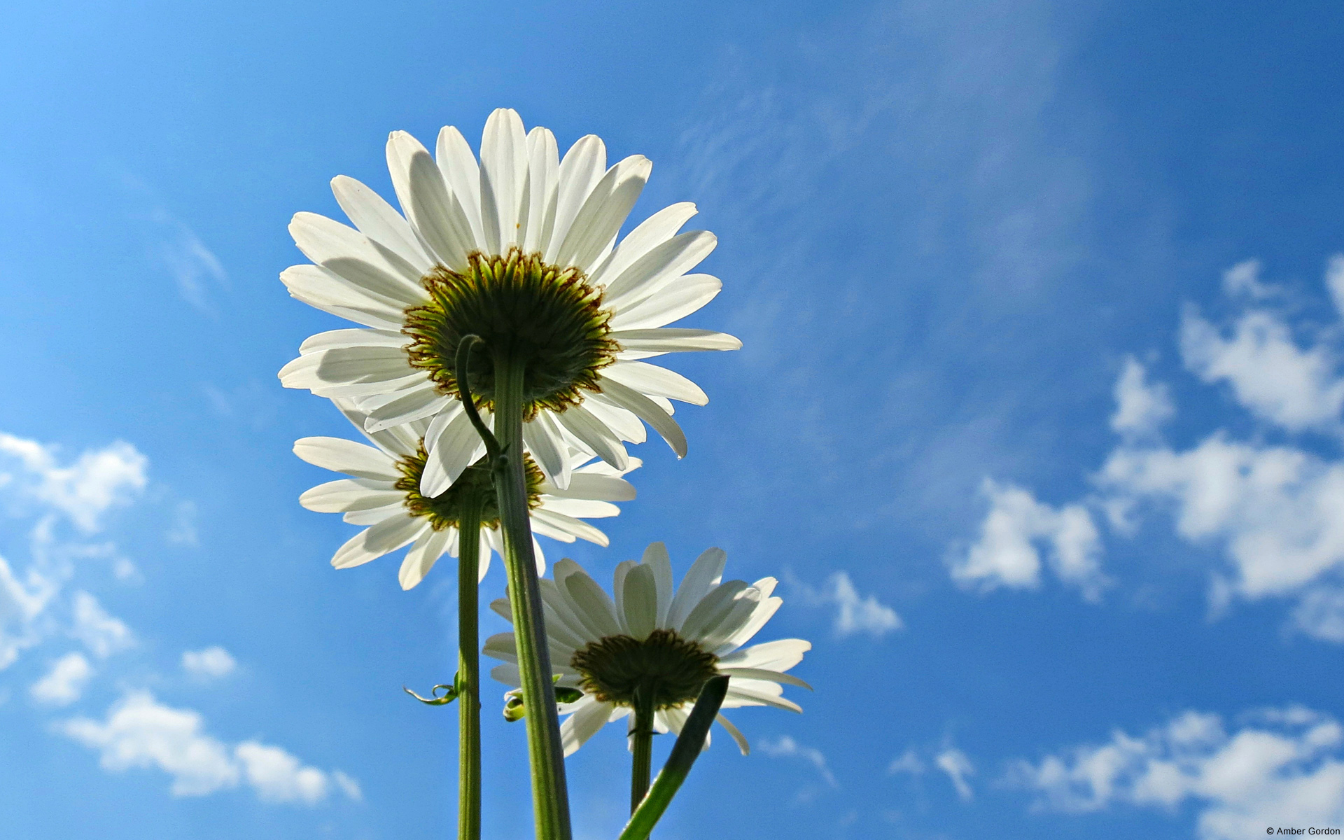 Blue Sky Daisies720643173